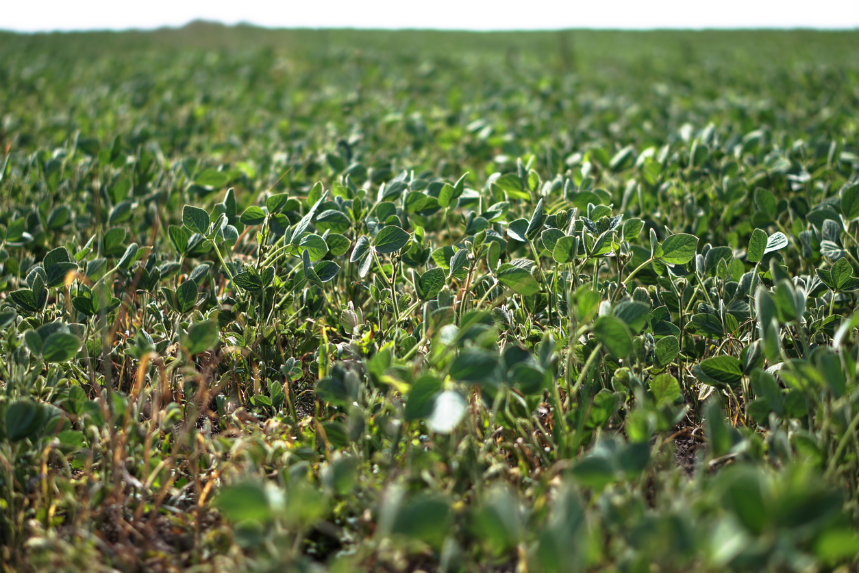 Nuestros usuarios hablan: ¿Cómo viene la soja con la sequía? - Cultiva