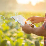 Productor usando una tablet en un cultivo para medir datos ambientales