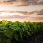 Cultivo de soja de segunda al atardecer