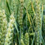 Espigas de trigo verdes en un lote de Argentina